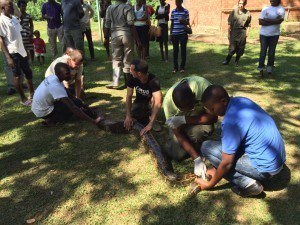 a health check is conducted on a snake at CoRSU